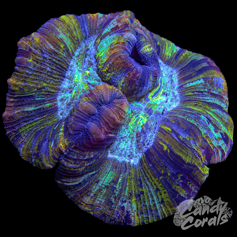 Trachyphyllia WYSIWYG 7