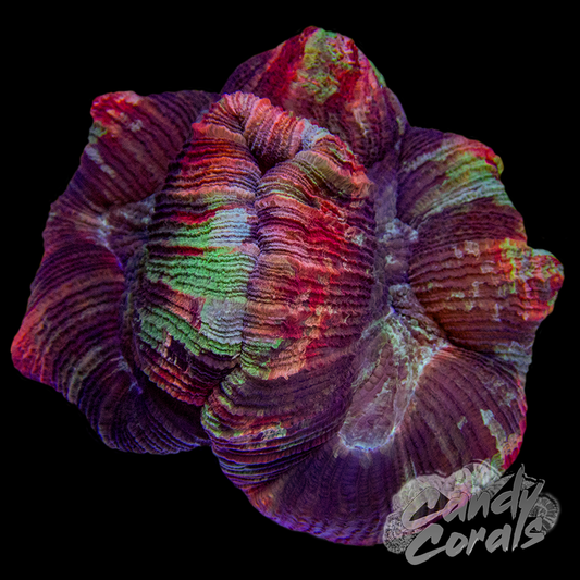 Rainbow Trachyphyllia WYSIWYG 68