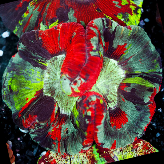 Rainbow Trachyphyllia WYSIWYG 14