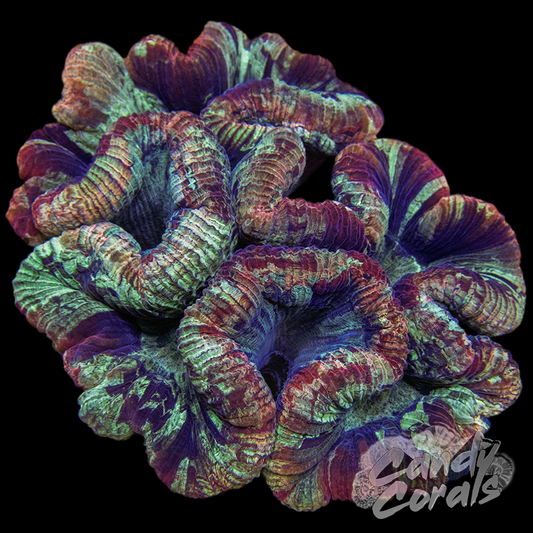 Rainbow Trachyphyllia WYSIWYG 80