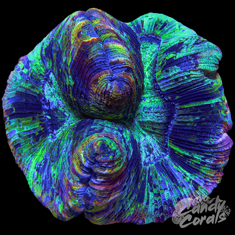 Rainbow Trachyphyllia WYSIWYG 8