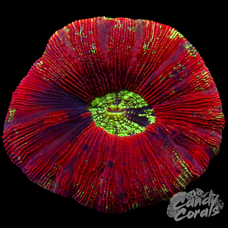 Rainbow Trachyphyllia WYSIWYG 85