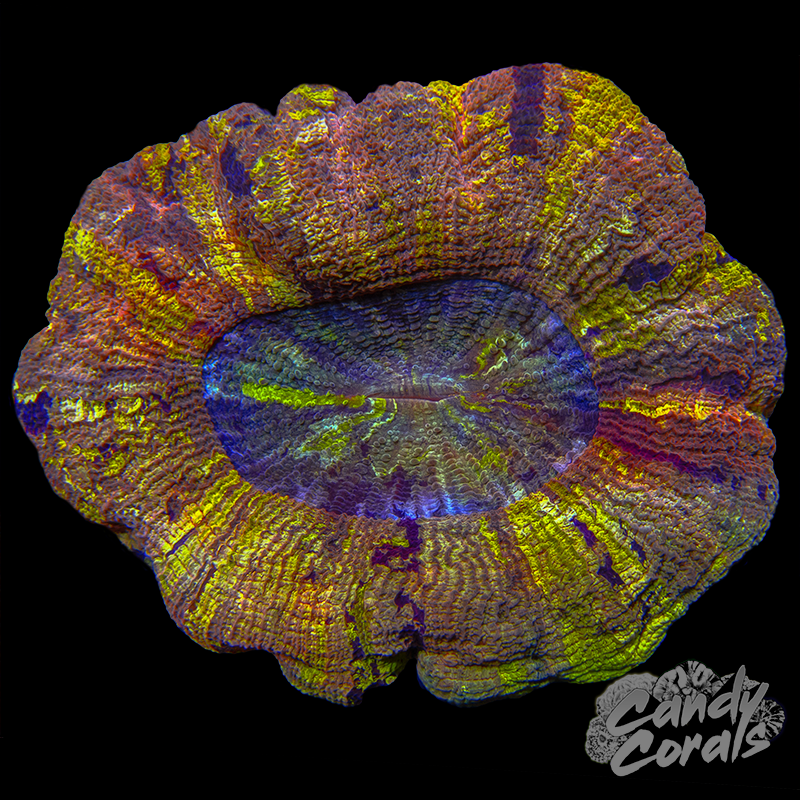 Trachyphyllia WYSIWYG 35