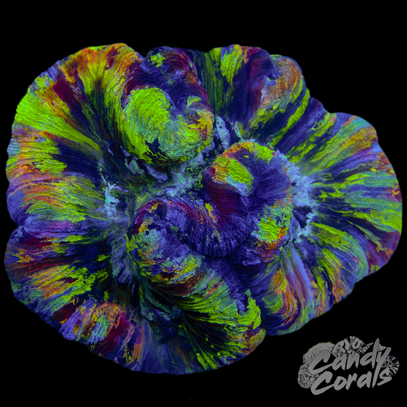 Rainbow Trachyphyllia WYSIWYG 14