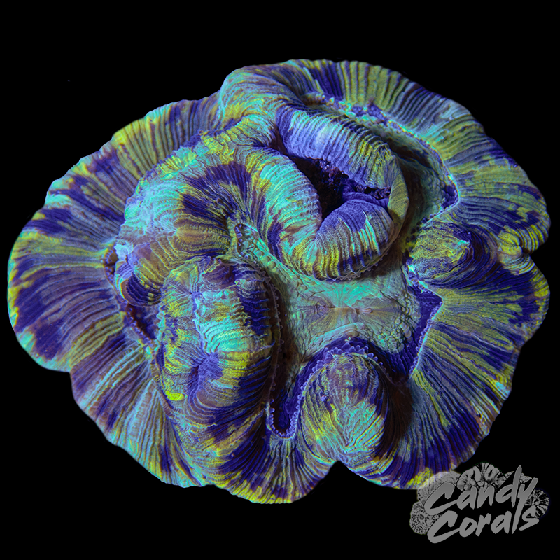 Trachyphyllia WYSIWYG 26