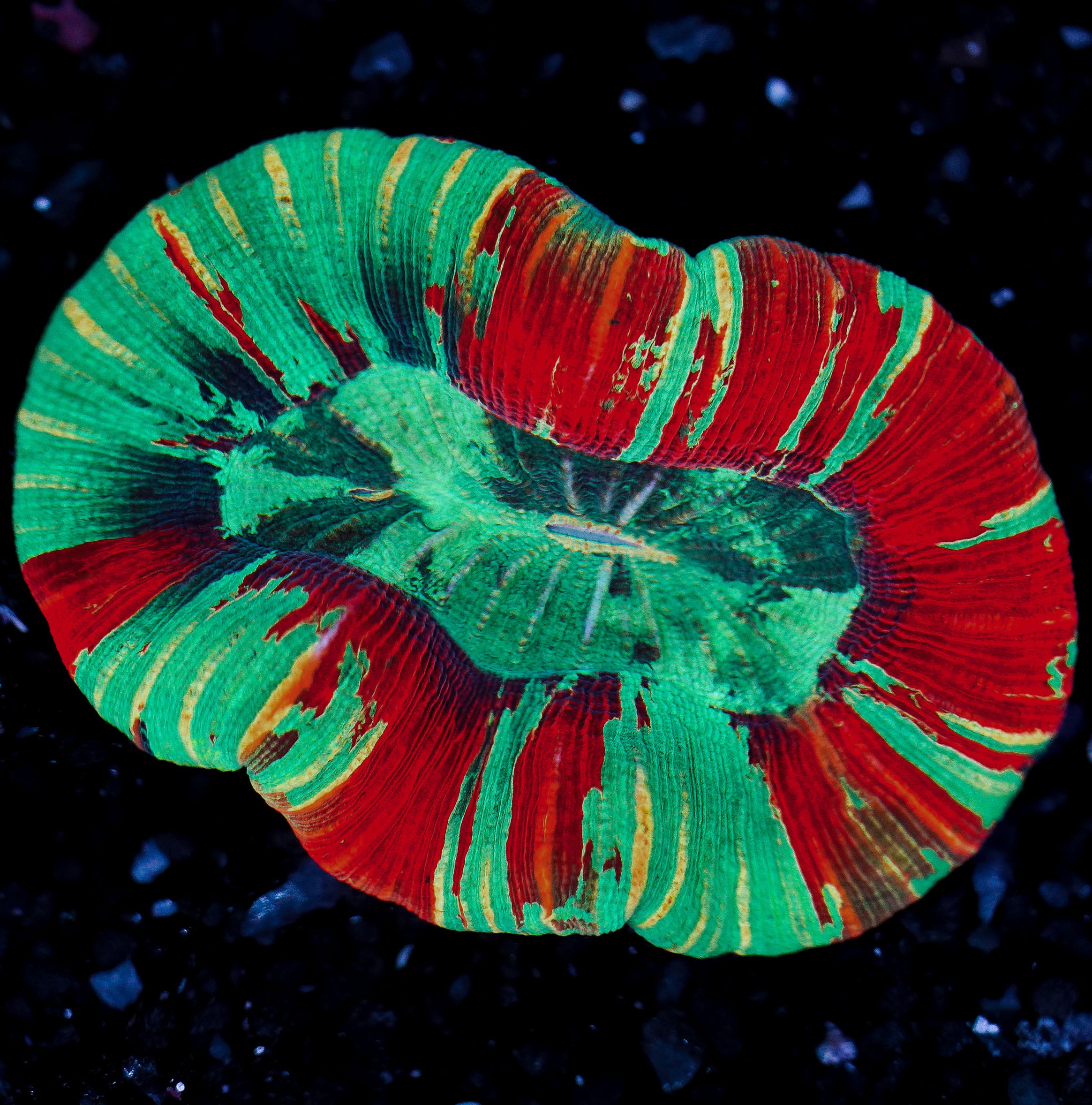 Rainbow Trachyphyllia WYSIWYG 19
