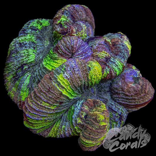 Rainbow Trachyphyllia WYSIWYG 6