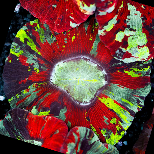 Rainbow Trachyphyllia WYSIWYG 16