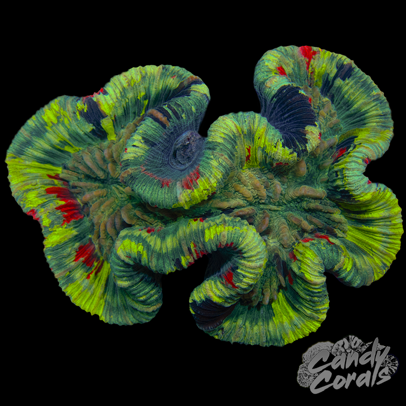 Rainbow Trachyphyllia WYSIWYG 26