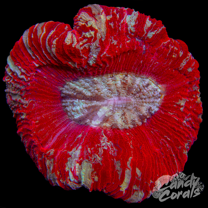 Rainbow Trachyphyllia WYSIWYG 82