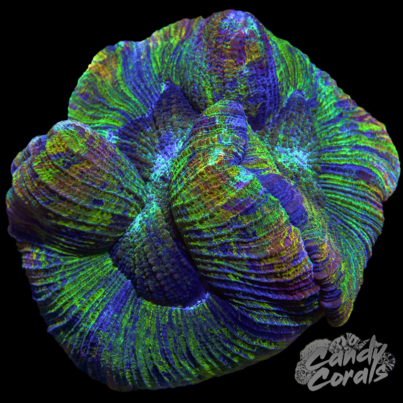 Trachyphyllia WYSIWYG 9