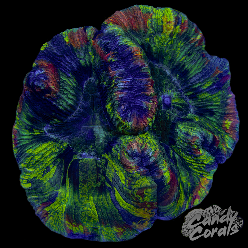 Rainbow Trachyphyllia WYSIWYG 15