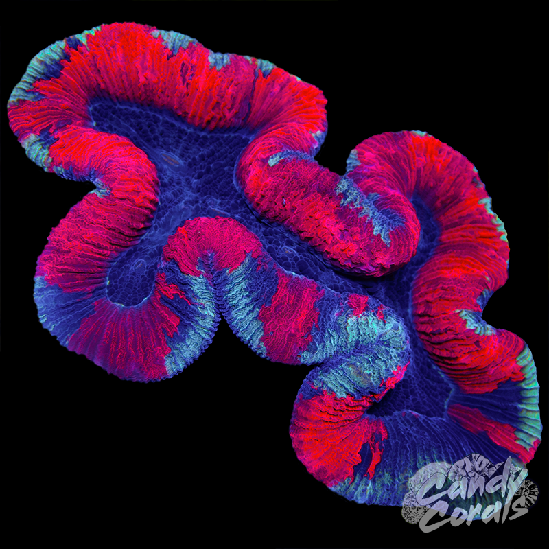 Aussie Rainbow Trachyphyllia WYSIWYG 93