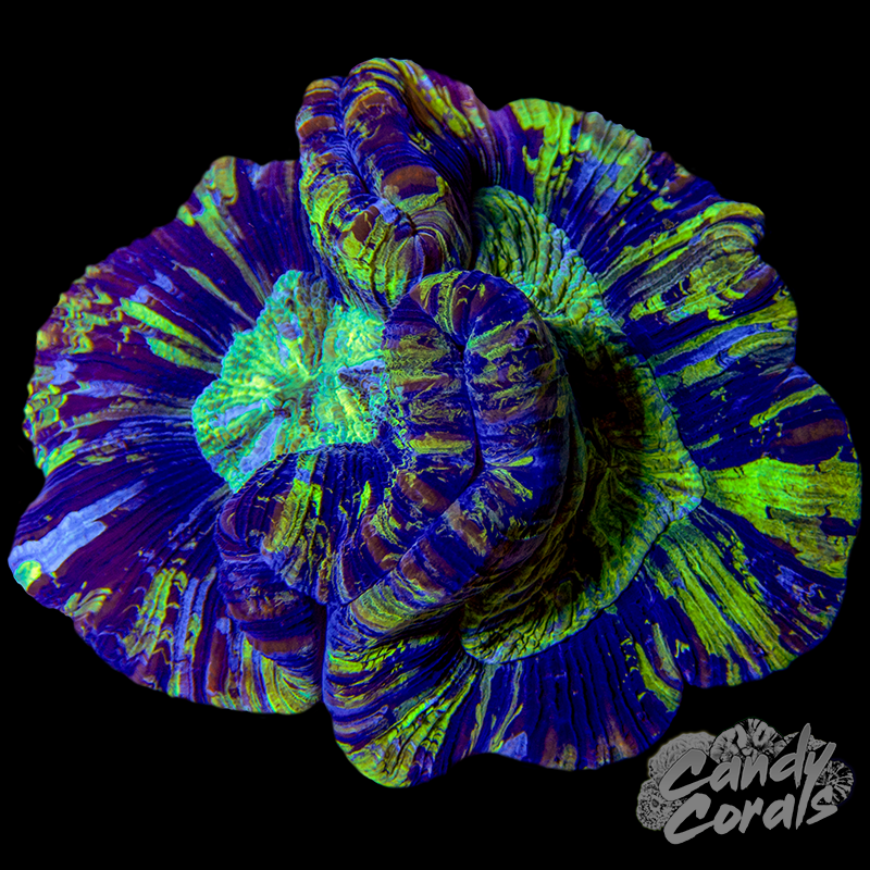 Rainbow Trachyphyllia WYSIWYG 27