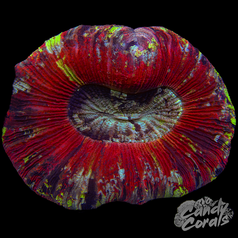 Rainbow Trachyphyllia WYSIWYG 87