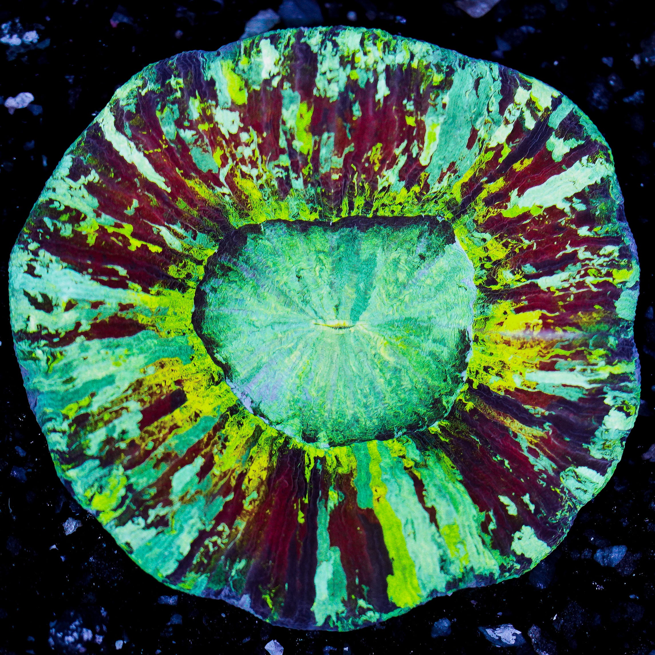Rainbow Trachyphyllia WYSIWYG 22