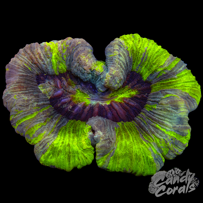 Rainbow Trachyphyllia WYSIWYG 100