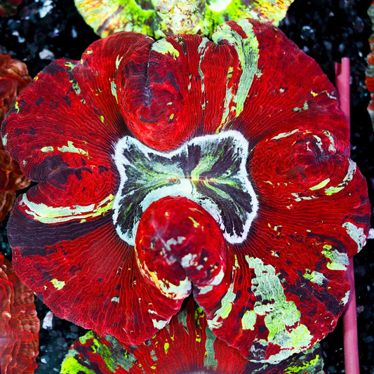 Rainbow Trachyphyllia WYSIWYG 17