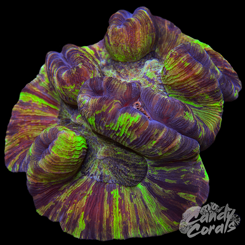 Rainbow Trachyphyllia WYSIWYG 37