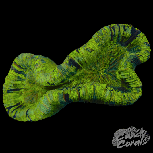 Ultra Trachyphyllia WYSIWYG 27