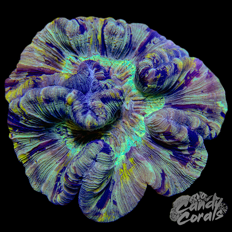 Trachyphyllia WYSIWYG 28