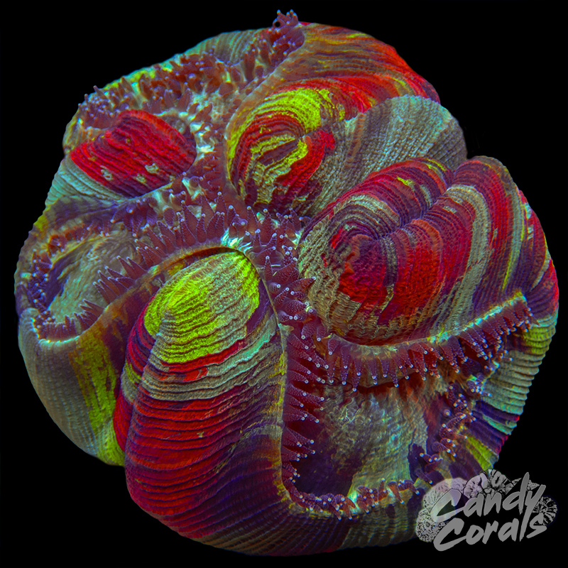 Trachyphyllia WYSIWYG 30