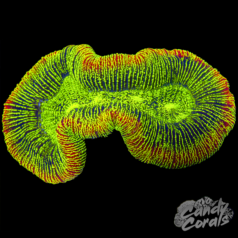Aussie Rainbow Trachyphyllia WYSIWYG 94