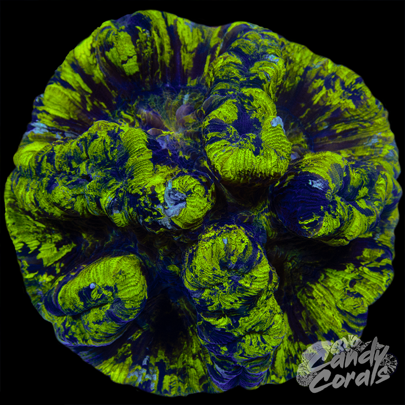 Yellow and Purple Trachyphyllia WYSIWYG 16