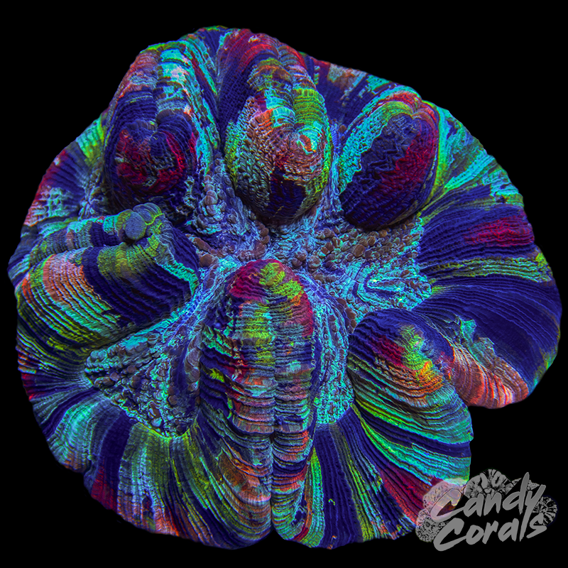 Rainbow Trachyphyllia WYSIWYG 10