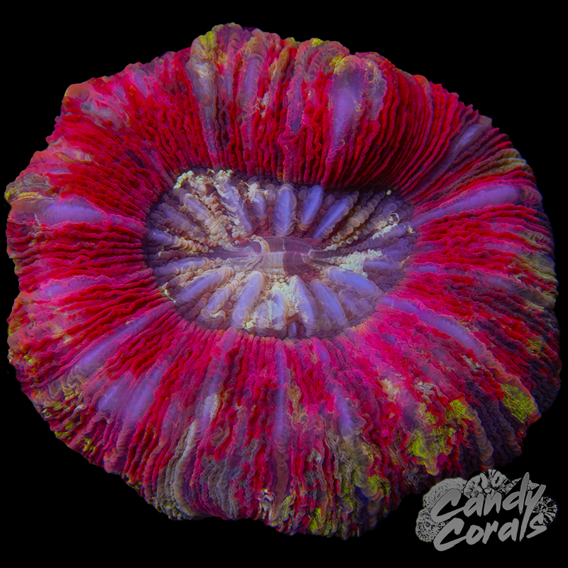 Rainbow Trachyphyllia WYSIWYG 88