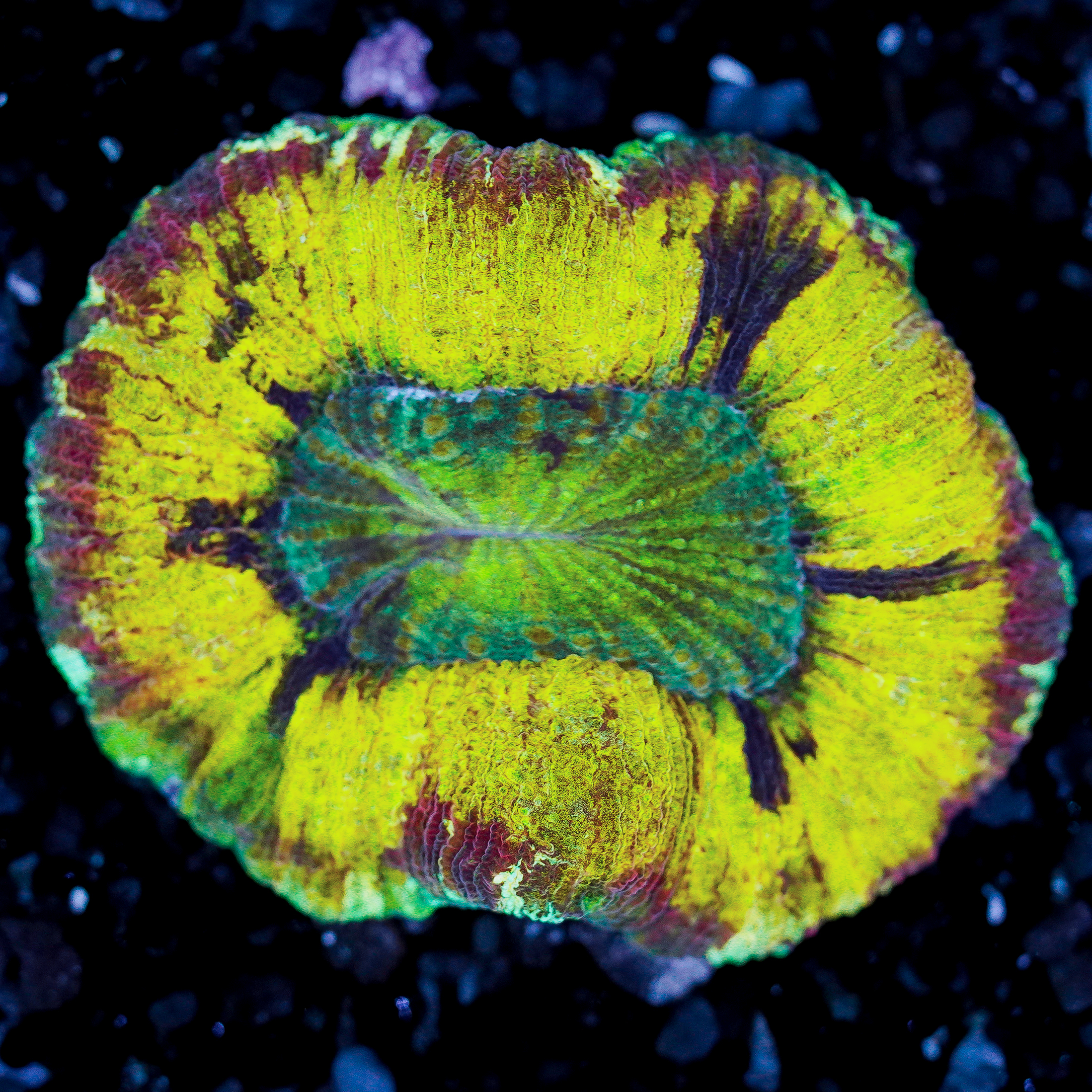 Trachyphyllia WYSIWYG 20