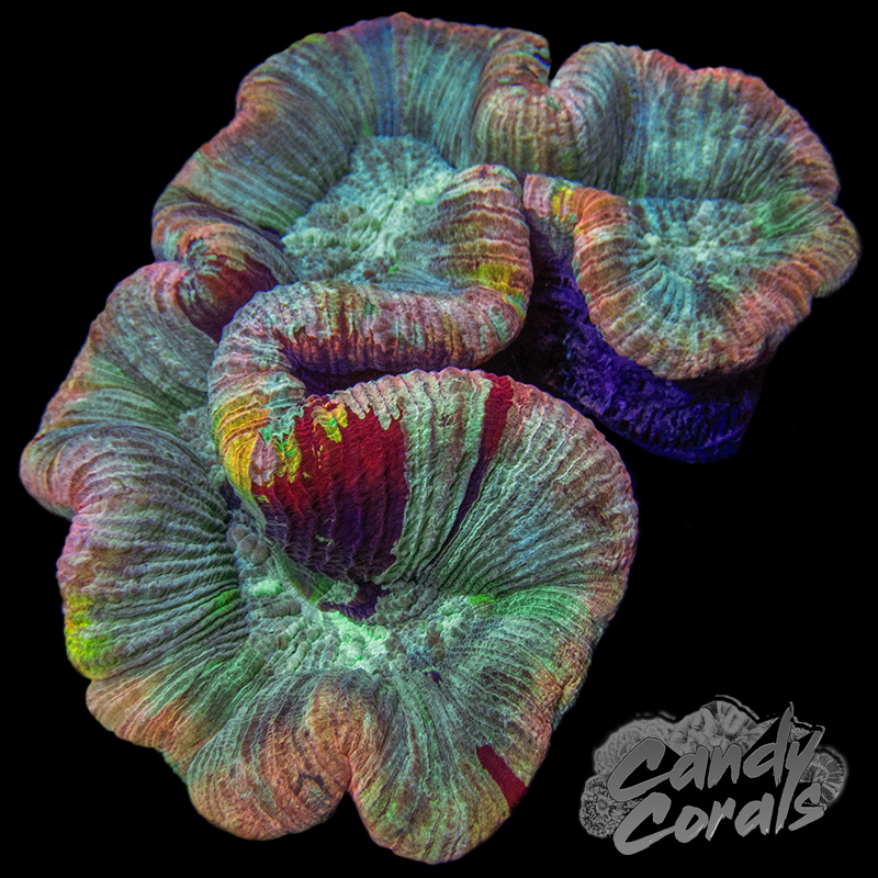 Rainbow Trachyphyllia WYSIWYG 40