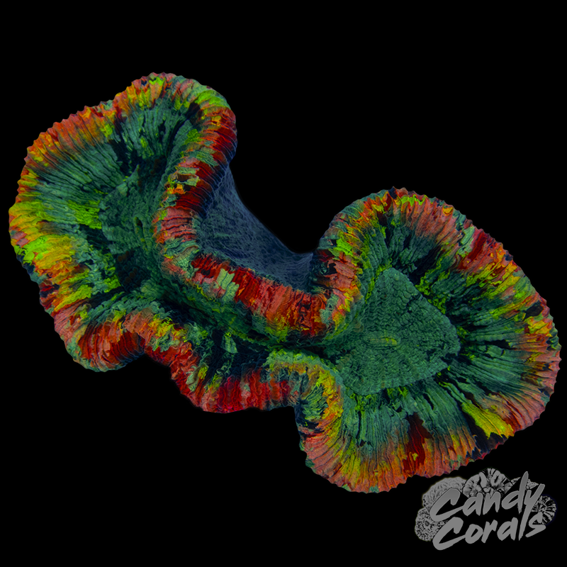 Rainbow Trachyphyllia WYSIWYG 28