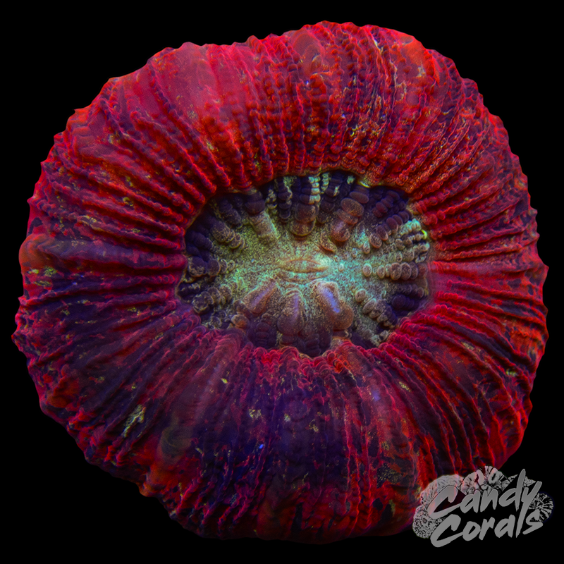 XS Rainbow Trachyphyllia WYSIWYG 89