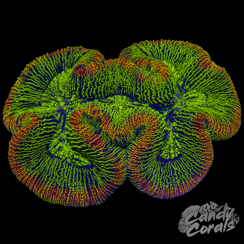 Aussie Red Rim Metallic Trachyphyllia WYSIWYG 7