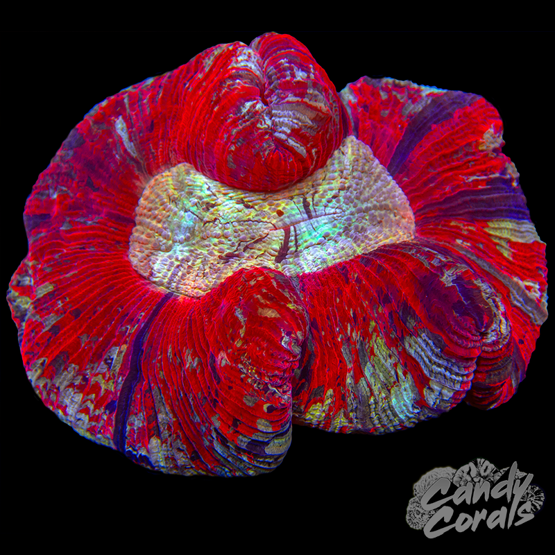 Rainbow Trachyphyllia WYSIWYG 39
