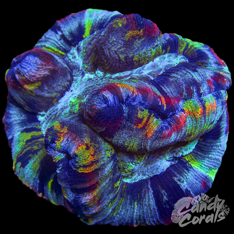 Rainbow Trachyphyllia WYSIWYG 11