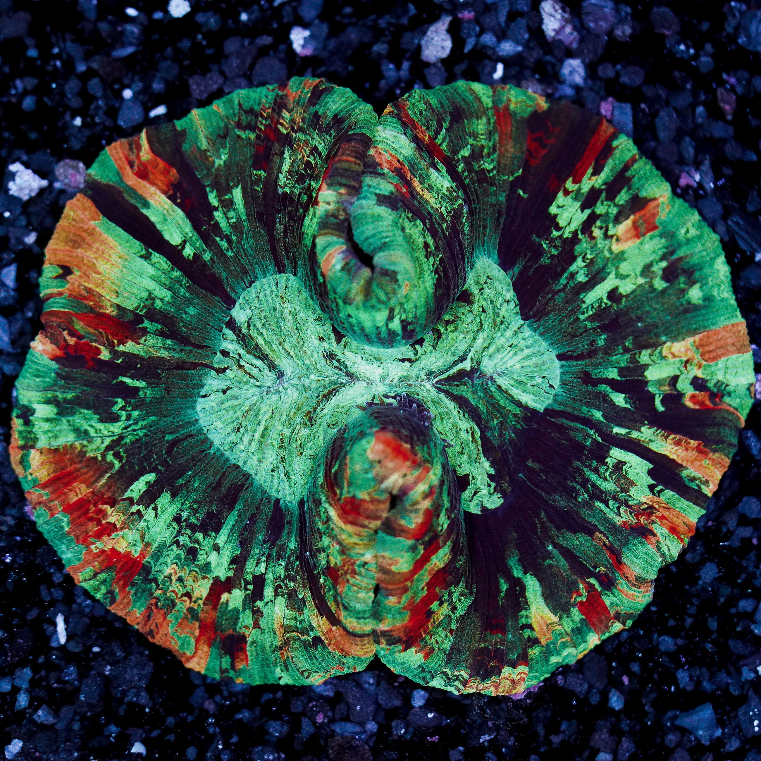 Rainbow Trachyphyllia WYSIWYG 24