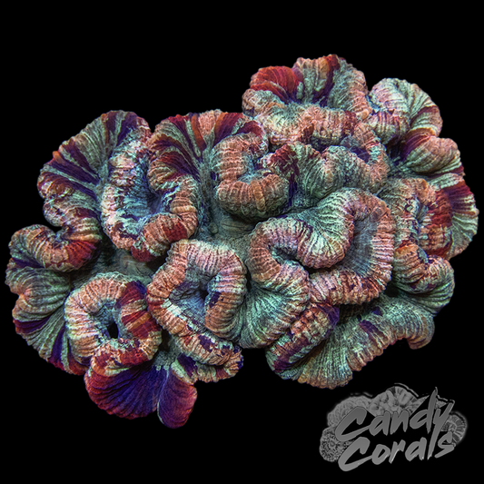 Rainbow Trachyphyllia WYSIWYG 9