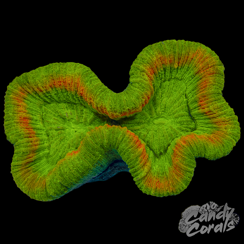 Orange Green Trachyphyllia WYSIWYG 29