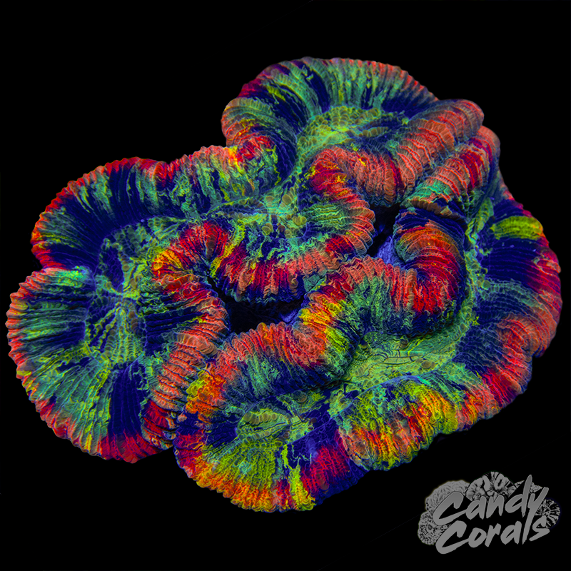 Aussie Rainbow Trachyphyllia WYSIWYG 96