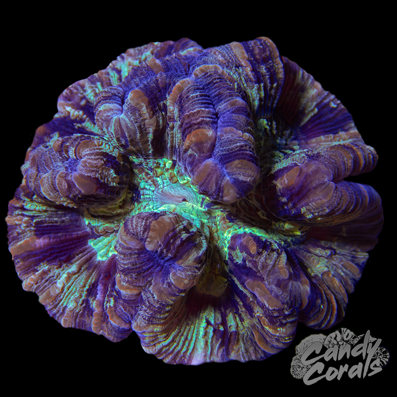 Trachyphyllia WYSIWYG 31