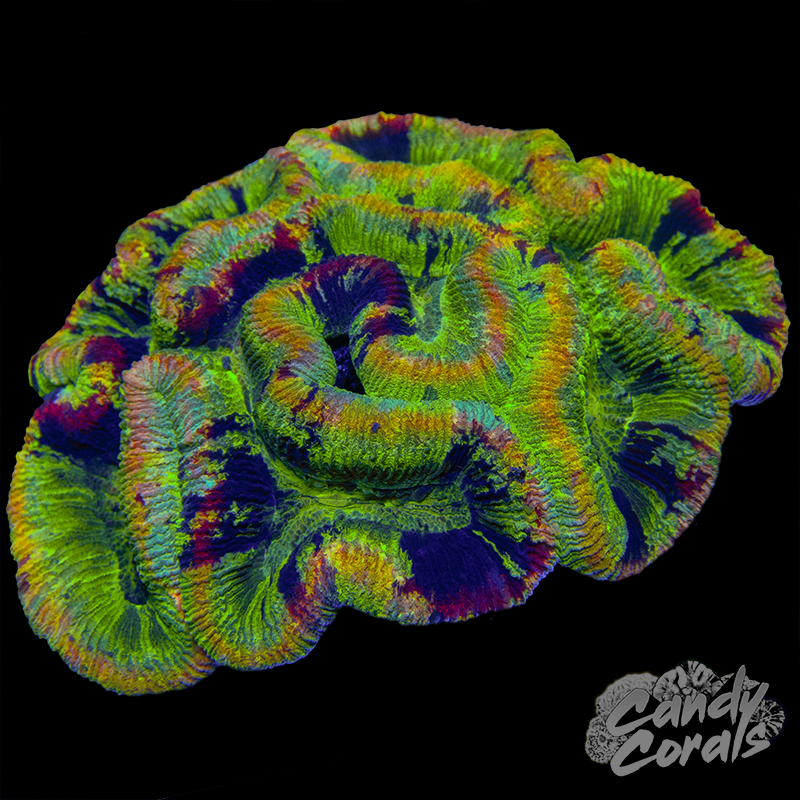 Aussie Rainbow Trachyphyllia WYSIWYG 9