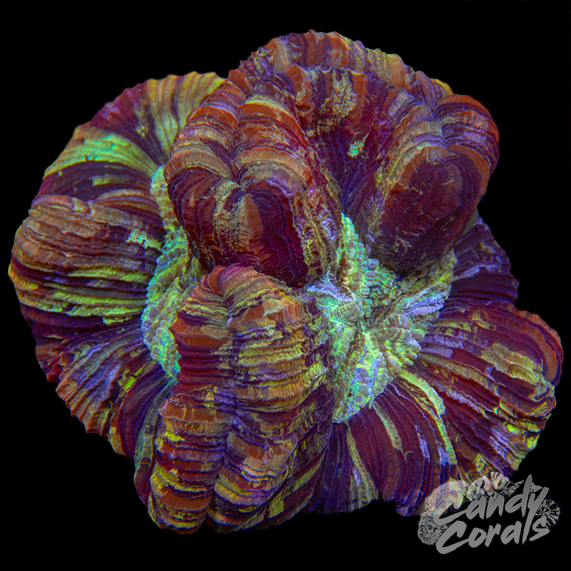 Trachyphyllia WYSIWYG 34