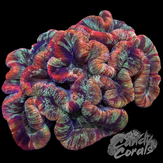 Ultra Rainbow Trachyphyllia WYSIWYG 15