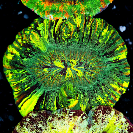 Rainbow Trachyphyllia WYSIWYG 19