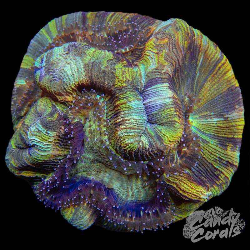 Trachyphyllia WYSIWYG 26