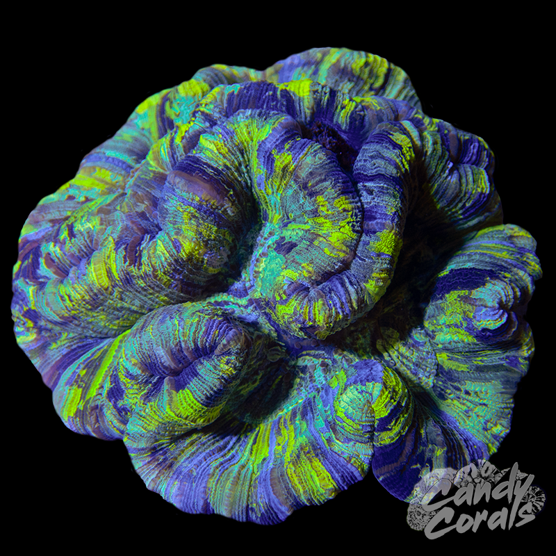 Ultra Trachyphyllia WYSIWYG 32