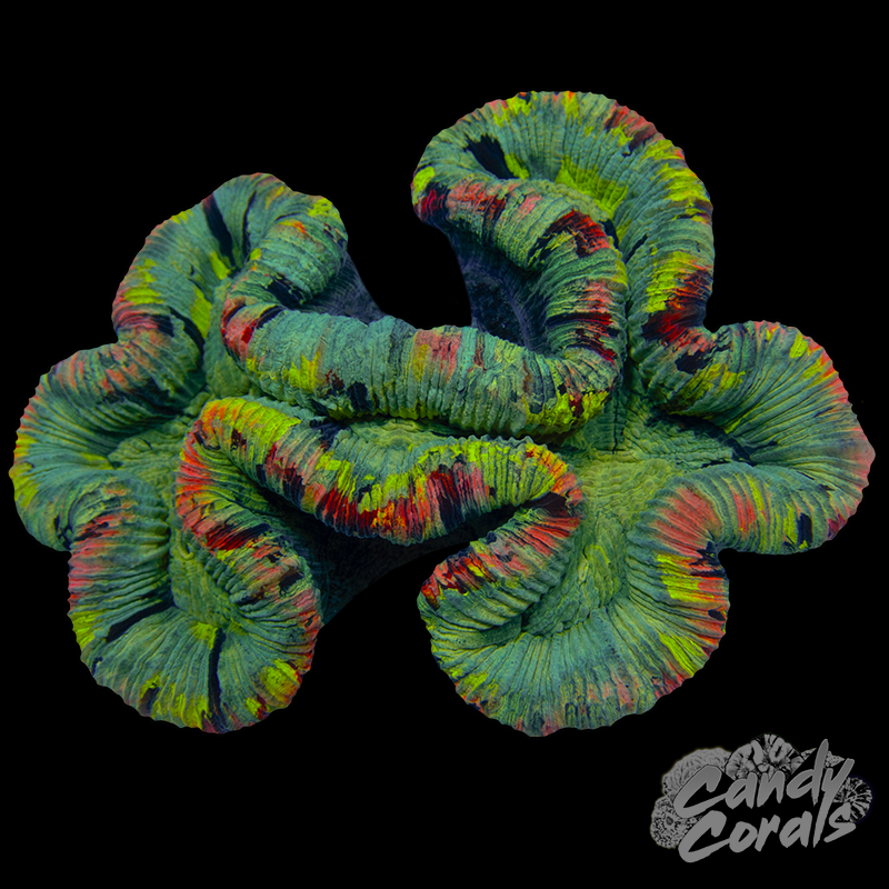 Rainbow Trachyphyllia WYSIWYG 31