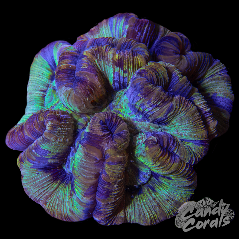 Trachyphyllia WYSIWYG 33